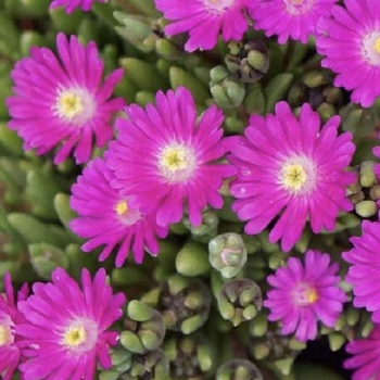 Delosperma 'Opal' PPAF