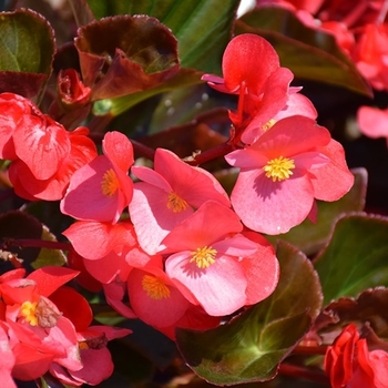 Begonia semperflorens 'Bronze Leaf' 