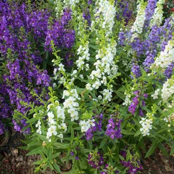 Angelonia angustifolia