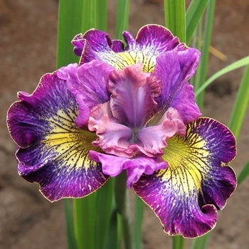 Iris sibirica 'How Audacious' 
