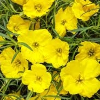 Oenothera macrocarpa