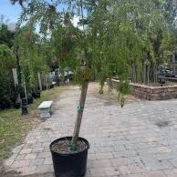 Callistemon viminalis