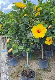 Hibiscus 'Multi-Tropic Yellow' PP28,324