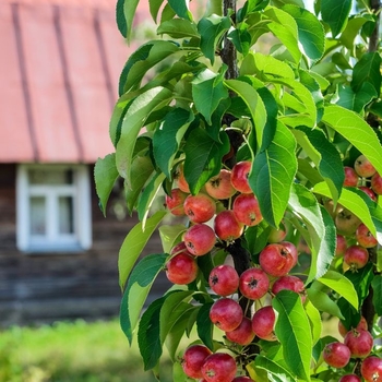 Malus domestica 'Scarlet Sentinel&trade;' 16,044,908