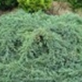 Juniperus squamata 'Blue Carpet' 