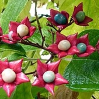 Clerodendrum trichotomum