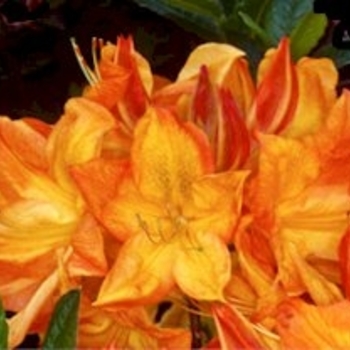 Rhododendron Exbury hybrid 'Arneson Gem' 