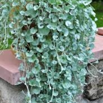 Dichondra argentea