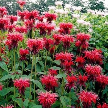 Monarda 'Mahogany' 