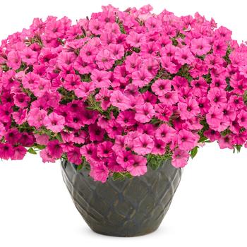 Petunia Supertunia&reg; 'Mini Vista&trade;' (330282)
