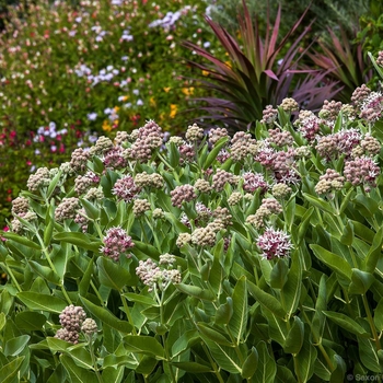 Asclepias speciosa