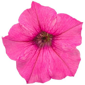 Petunia 'Mini Vista&trade;' 