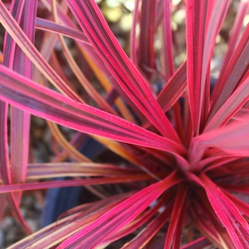 Cordyline 