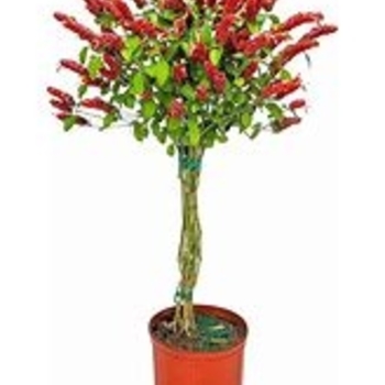 Justicia brandegeana 'Red Pinecone' 