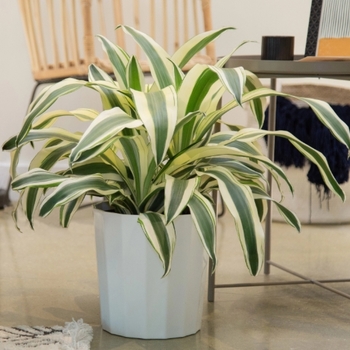 Dracaena fragrans 'White Aspen' 