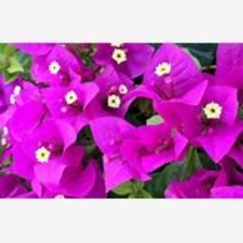 Bougainvillea 'Elizabeth Angus' 