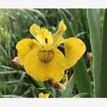 Iris pseudacorus 'Variegata' 