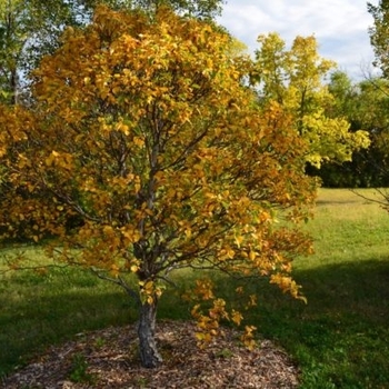 Betula costata 'CinnDak' 16,083.
