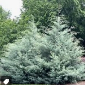 Cupressus arizonica var. glabra 'GRECQF' PP36321