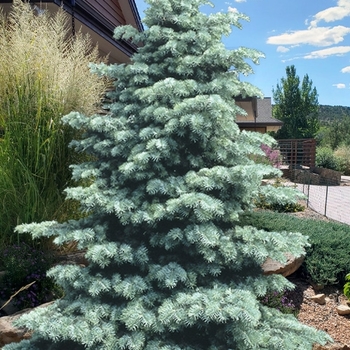 Abies concolor ''Swift's Silver'' 