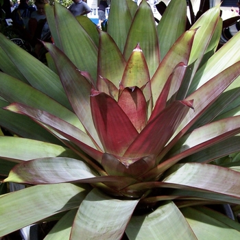 Aechmea 'Tropic Torch' 