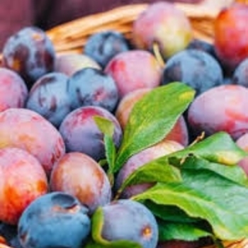 Prunus '4-in-1' 