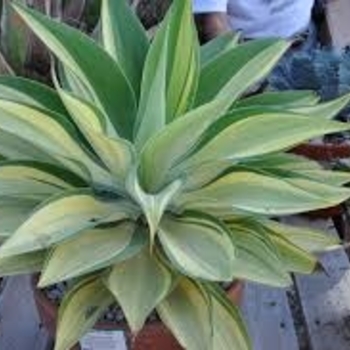 Agave attenuata 'Variegata' 