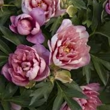 Paeonia 'Keiko&trade; (Adored)' PP28,366