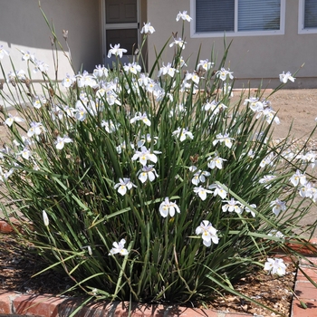Dietes grandiflora