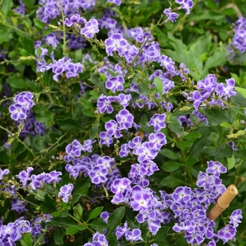 Duranta erecta 'Sweet Memories' 