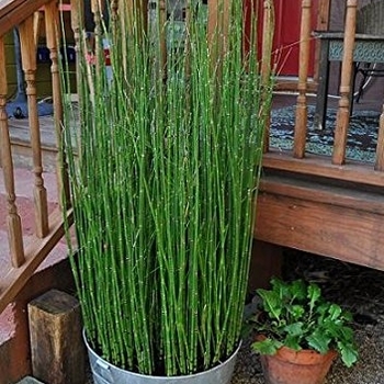 Equisetum telmateia