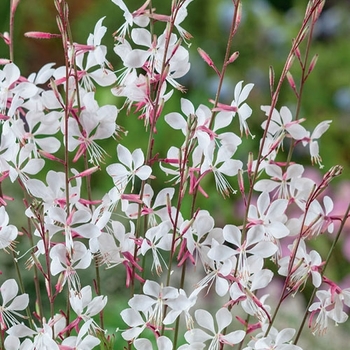 Gaura lindheimeri 'Whirling Butterflies' 