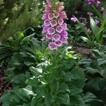 Digitalis purpurea 'Candy Mountain Peach' 