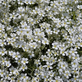 Gypsophila repens 'Filou White' 