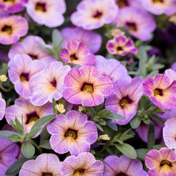 Calibrachoa 'Blueberry Scone' USPP29248P3