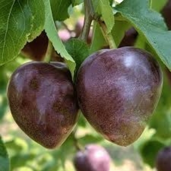 Prunus salicina 'Elephant Heart' 