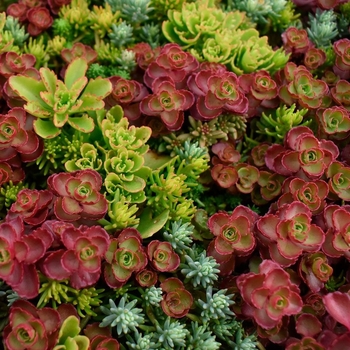 Sedum 
