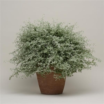 Helichrysum 'Silverstar' 