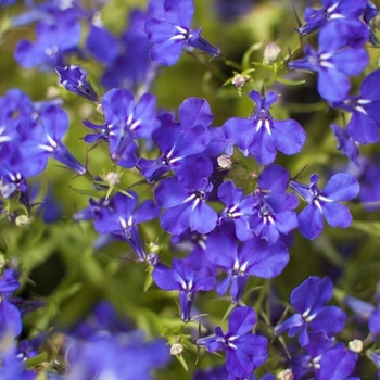 Lobelia erinus 'Marine Blue' 