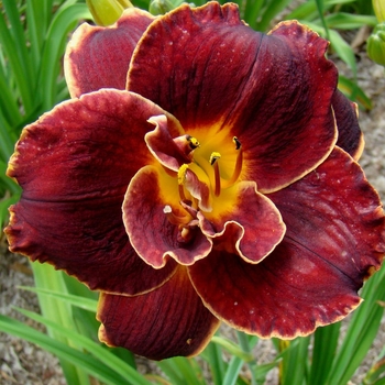 Hemerocallis 'Night Embers' 
