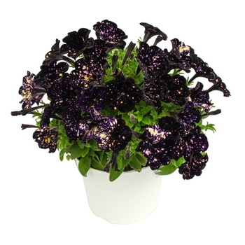 Petunia 'Discoball Purple' 