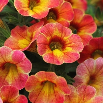 Calibrachoa 'Atomic Orange' PP24,311