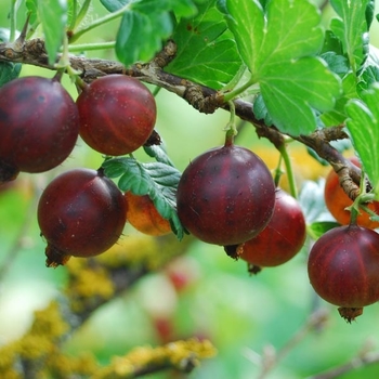 Ribes uva-crispa 'Little Ben' 