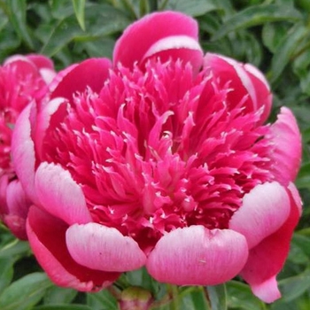 Paeonia lactiflora 'Ada Niva' 