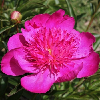 Paeonia lactiflora 'Edulis Superba' 