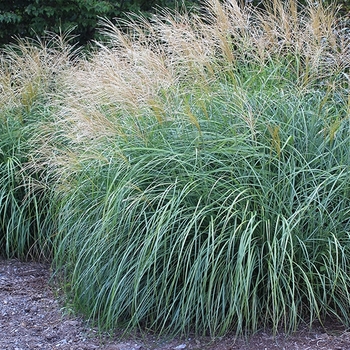 Miscanthus sinensis 'Little Kitten' 