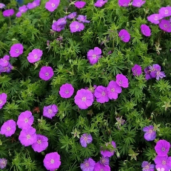 Geranium 'Spiked Punch&trade;' 20,060,139,440