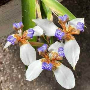 Neomarica caerulea 'Regina' 