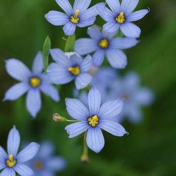 Sisyrinchium angustifolium