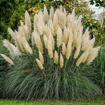 Cortaderia selloana